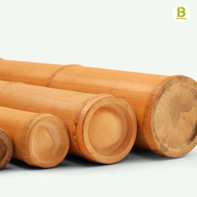 Cañas Bambú Moso