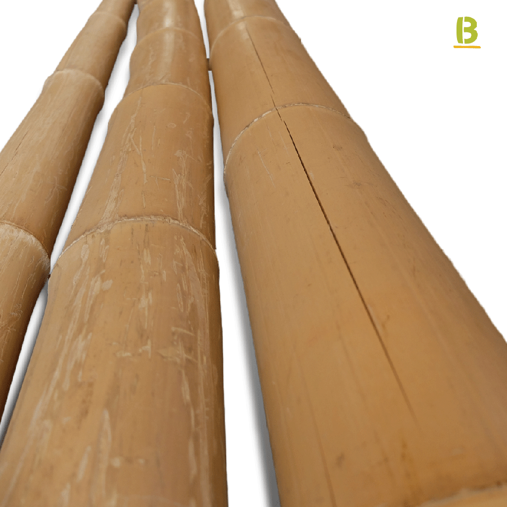 Cañas Bambú Moso Outlet