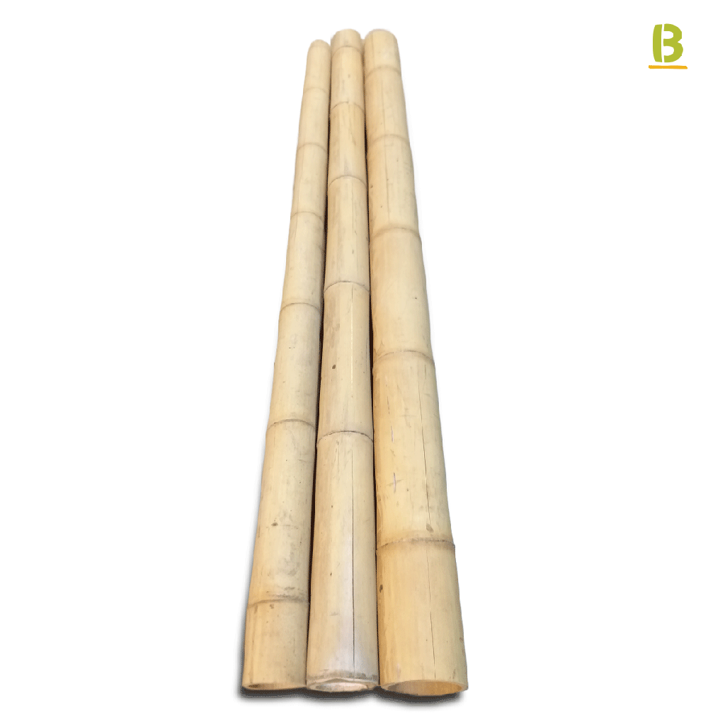 Cañas Bambú Guadua Outlet