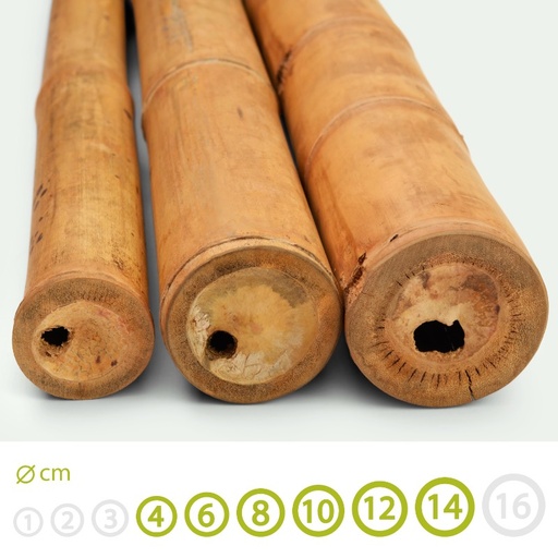 Canne di bambù Guadua